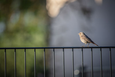 Bird perching on a railing