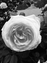 Close-up of rose blooming outdoors
