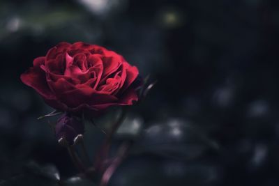 Close-up of red rose