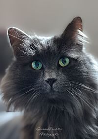 pet