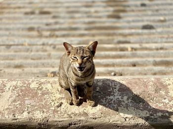 Portrait of cat sitting on retaining wall