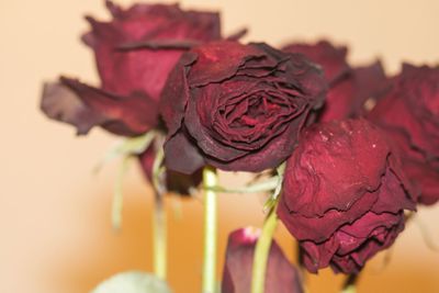 Close-up of pink rose