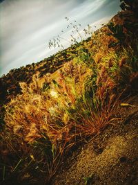 Plants growing on land against sky