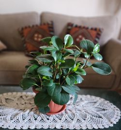 Green peperomia, beautiful plant in living room