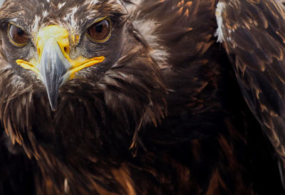 Close-up of golden eagle