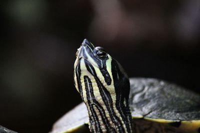 Close-up of turtle