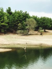 Scenic view of lake against trees