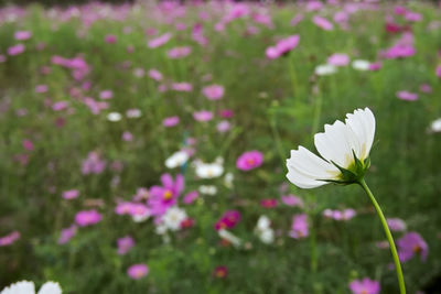 Close-up of white flowering plant on field