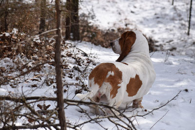 View of a dog on snow covered land