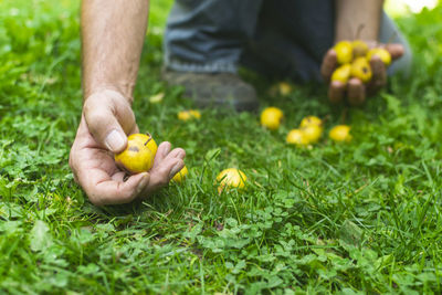 Close-up of hand holding fruit