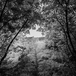 Trees in forest