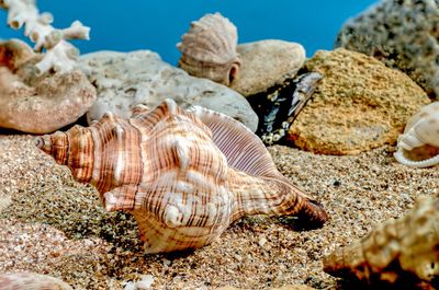 Close-up of seashell at beach