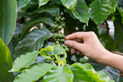 Cropped hand of man picking fruits from plants