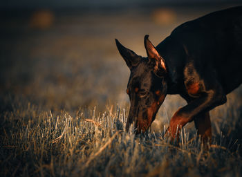 Dog in a field