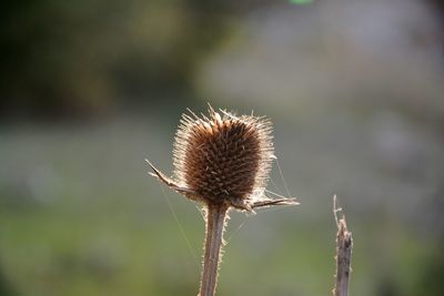 Close-up of dried plant during sunny day