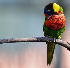 Bird perching on twig