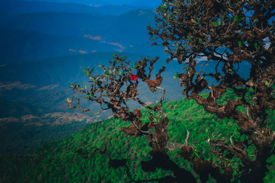 Tree on mountain against sky