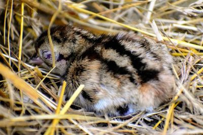 High angle view of pheasant chick on field