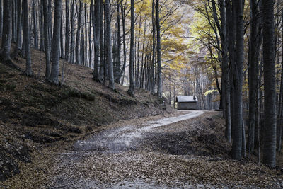 Road amidst trees in forest