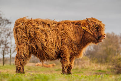 View of an animal on field