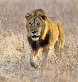 View of a cat walking on a land