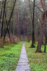 Dirt road amidst trees in forest