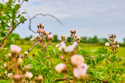 Close-up of flowering plant against sky