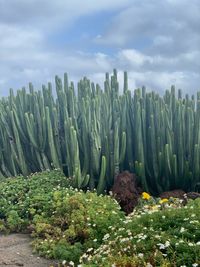 Cactus plants on field against sky