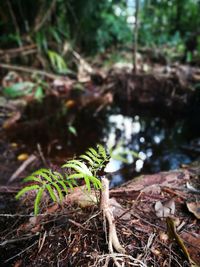 Close-up of plant growing in forest