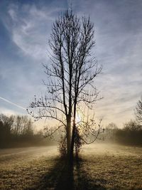 Bare tree on field against sky