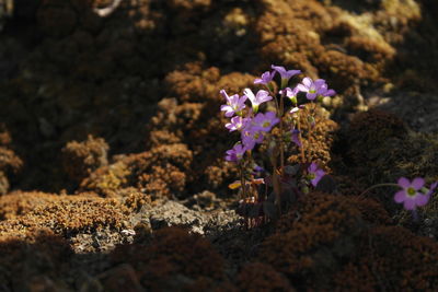 Close-up of purple flowers on field