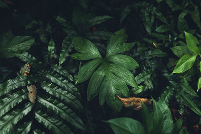 High angle view of fresh green leaves