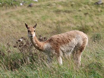 Roe deer standing on grassy field