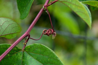 Close-up of insect on plant