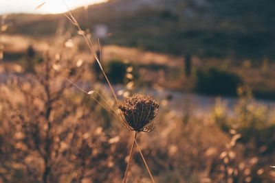 Close-up of wilted plant on field