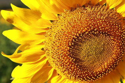 Close-up of sunflower