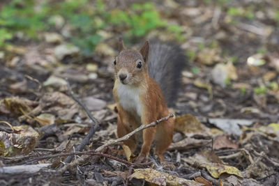 Portrait of squirrel on land