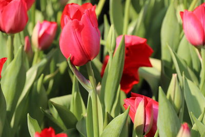 Close-up of red tulips