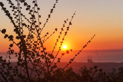 Silhouette plants growing on field against romantic sky at sunset