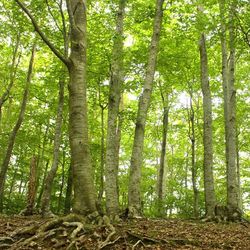 Trees in forest