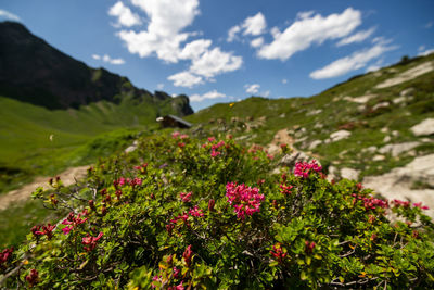 nature