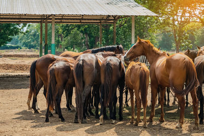 Horses on field