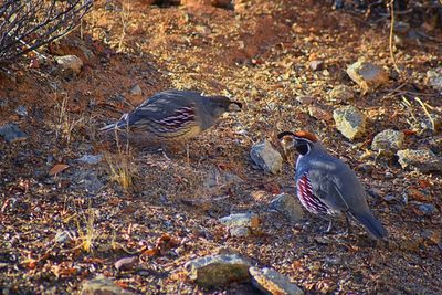 High angle view of birds on field