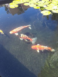 High angle view of koi carps swimming in lake