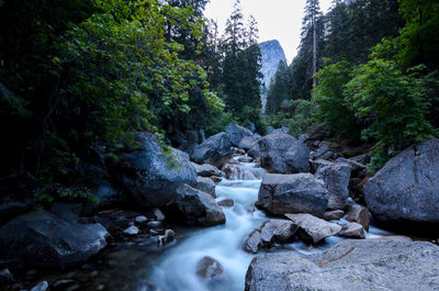 View of stream in forest