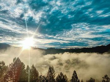 Sunlight streaming through silhouette trees against sky