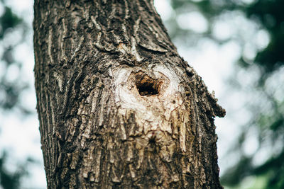 Close-up of tree trunk