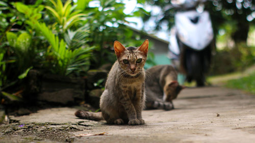 Portrait of a cat