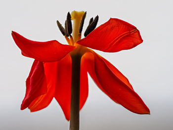 Close-up of red rose against white background