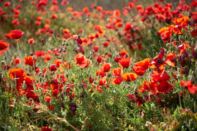 Close-up of red poppy flowers growing on field